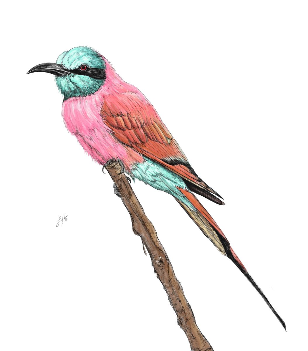 A colourful watercolour drawing of a Nubian Bee Eater bird perched on a branch, featuring vivid pink and turquoise plumage.
