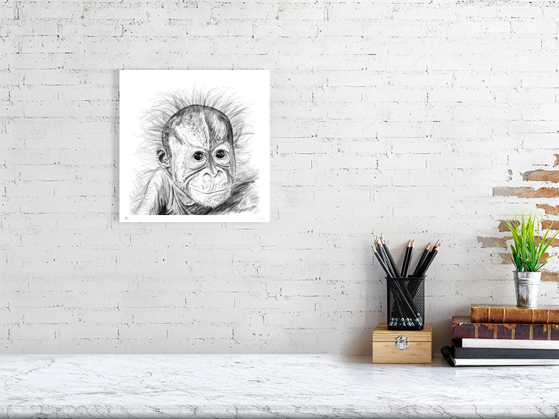 A medium unframed pencil drawing of a baby orangutan with fluffy hair sticking out from its head. Signed by Sophie Hall and hanging on a white brick wall over a desk.