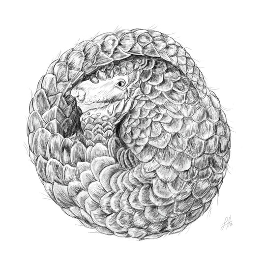 Original pencil drawing of a curled up pangolin with a fractal coil design and detailed scales. Signed by Sophie Hall.