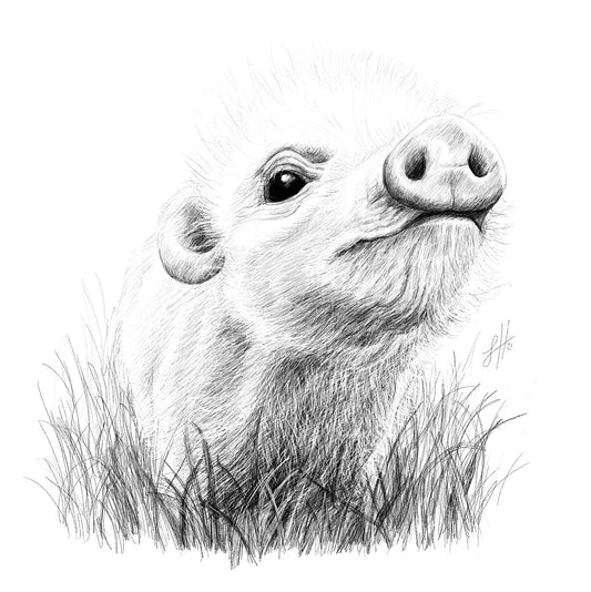 A detailed monochrome pencil drawing of a piglet standing in grass and poking it's snout towards the viewer. Monogram signed on the right by Sophie Hall.