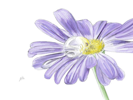 An original watercolour and pencil drawing of a purple daisy with a visible drop of water on its petal.