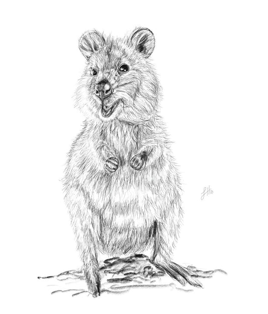 A pencil drawing of an Australian quokka standing on a rock, with a tuft of fur and a smiling face. Signed by Sophie Hall.