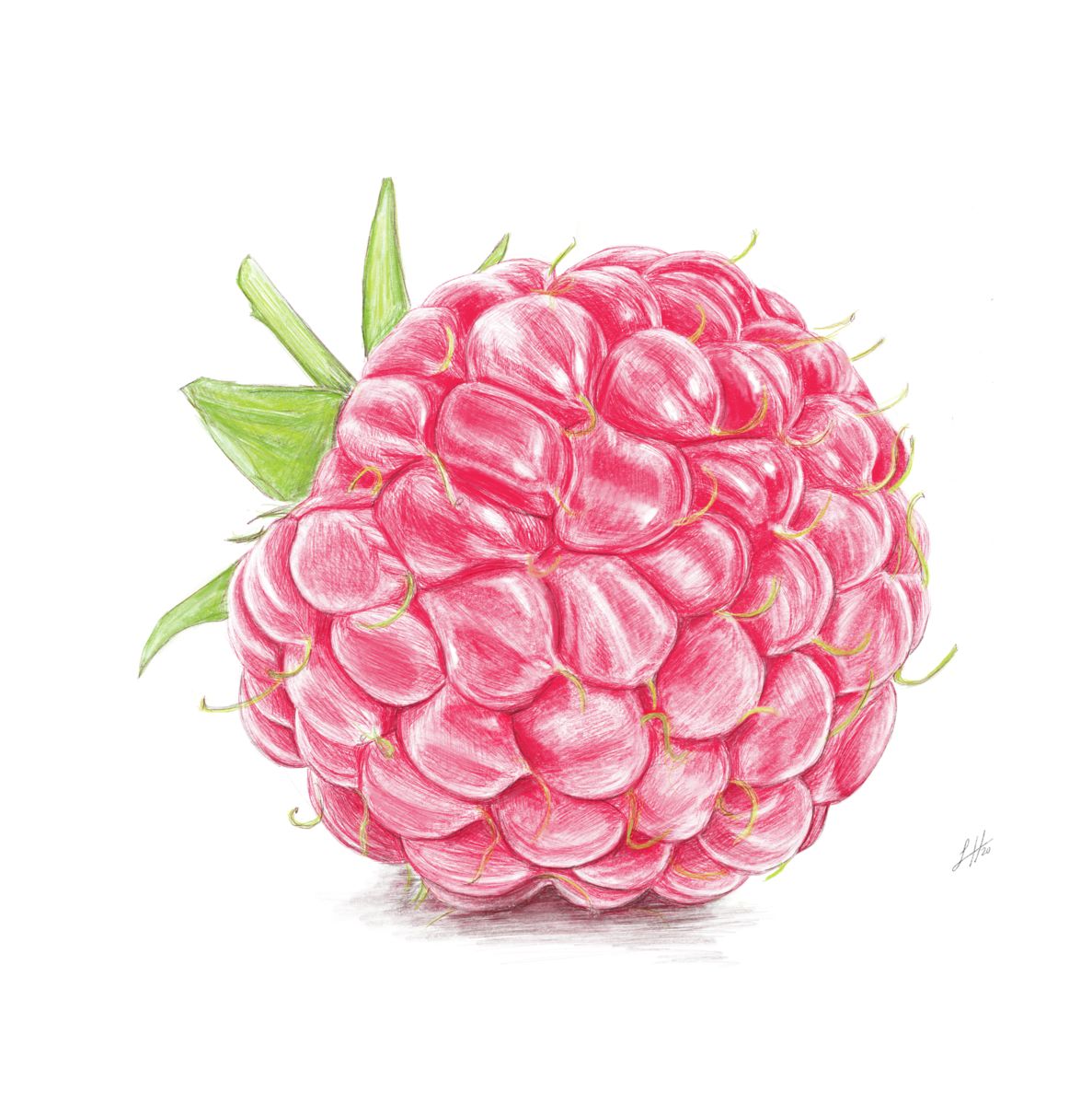 A detailed red and green pencil drawing of a raspberry, showcasing realistic highlights on each segment. Monogram signed in the right corner by Sophie Hall.