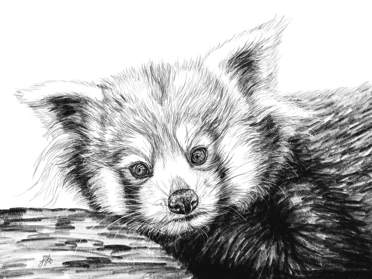 A pencil drawing of a red panda resting its head on a branch, with black-and-white colouring and fine details. Signed by Sophie Hall.