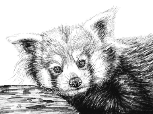 A pencil drawing of a red panda resting its head on a branch, with black-and-white colouring and fine details. Signed by Sophie Hall.