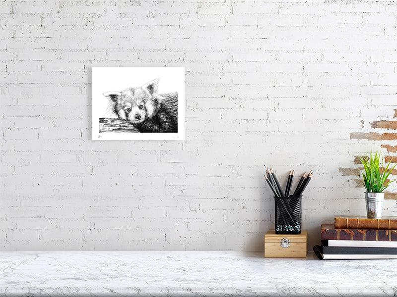 A small pencil drawing of a red panda resting its head on a branch. Signed by Sophie Hall and hanging on a white brick wall above a desk.