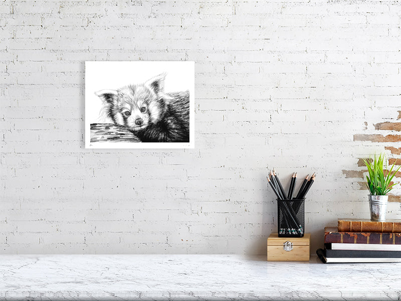 A medium size pencil drawing of a red panda resting its head on a branch. Signed by Sophie Hall and hanging on a white brick wall above a desk.