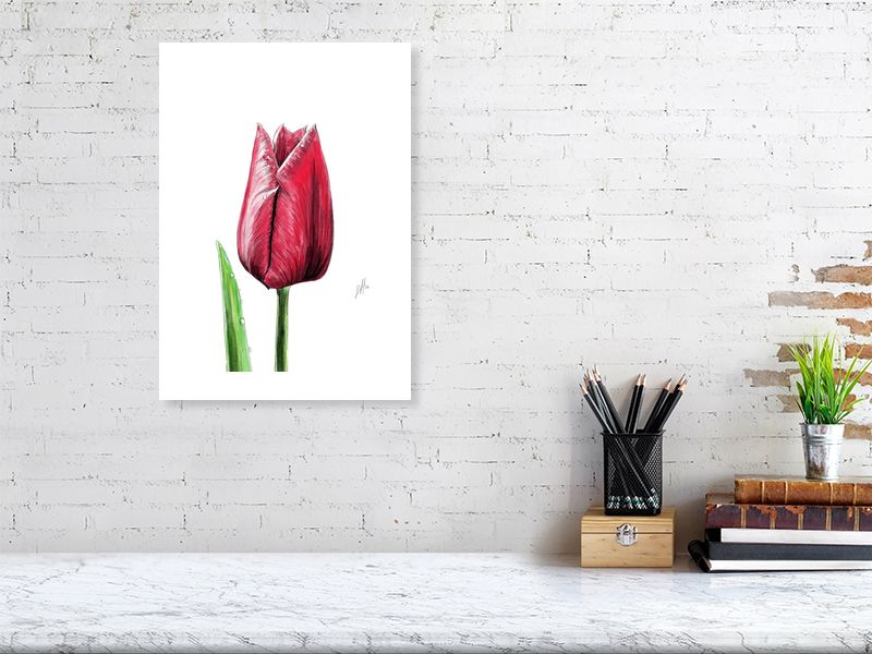 A large unframed watercolour and pencil drawing of a single red tulip in a contemporary style, signed by artist Sophie Hall and hanging on a white brick wall above a desk.