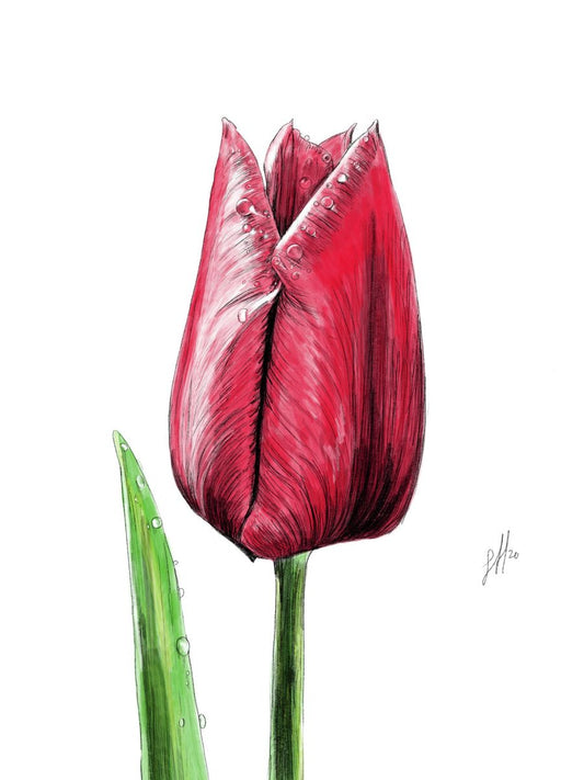 A detailed watercolour and pencil drawing of a single red tulip in a contemporary style, signed by artist Sophie Hall.