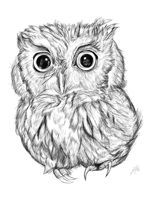 A pencil drawing of a baby owl with prominent eyes and fluffy feathers, signed in the corner by Sophie Hall.