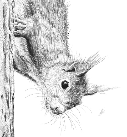 A detailed pencil drawing of a squirrel climbing down a tree trunk and looking curiously at the viewer. Drawn in intricate monochrome style by Sophie Hall.