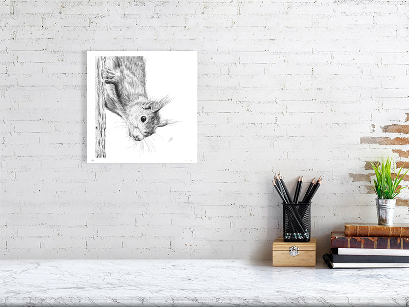 A medium unframed pencil drawing of a squirrel climbing down a tree trunk and looking curiously at the viewer, signed in the corner and hanging on a white rick wall above a desk.