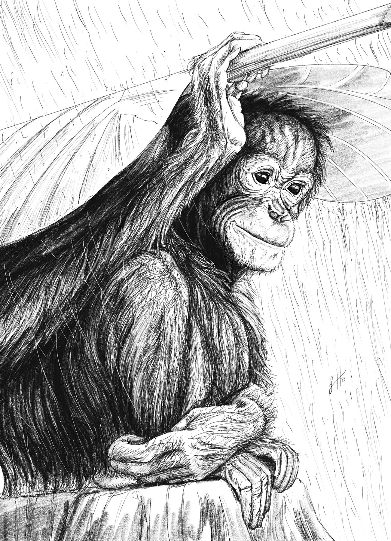 A pencil drawing of a young orangutan sitting on a log in the rain holding a large leaf as an umbrella, original signed work by Sophie Hall.