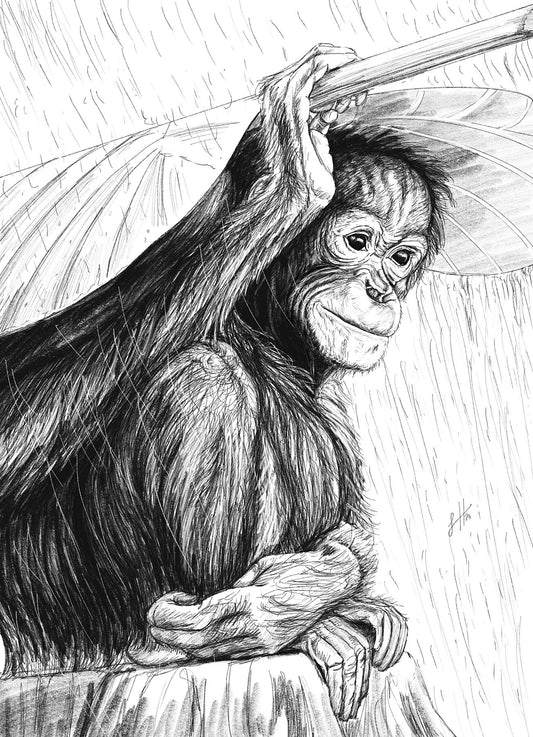 A pencil drawing of a young orangutan sitting on a log in the rain holding a large leaf as an umbrella, original signed work by Sophie Hall.