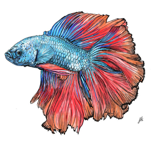 A colorful ink and watercolour drawing of a Siamese Fighting Fish with blue, red, and orange details on a white background. Signed in the corner by Sophie Hall.