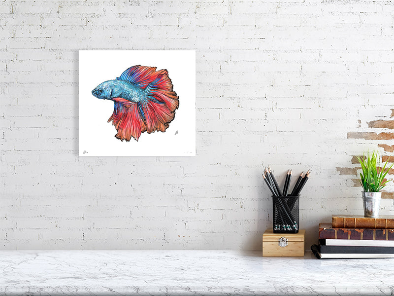 A medium size unframed colourful ink and watercolour drawing of a Siamese Fighting Fish with blue, red, and orange details on a white background. Signed in the corner by Sophie Hall and hanging on a white brick wall over a desk.