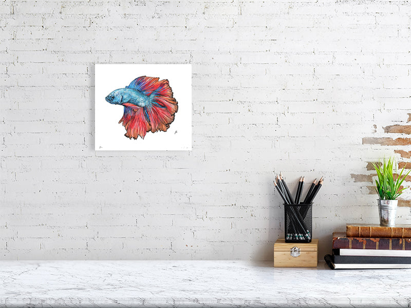 A small unframed colourful ink and watercolour drawing of a Siamese Fighting Fish with blue, red, and orange details on a white background. Signed in the corner by Sophie Hall and hanging on a white brick wall over a desk.