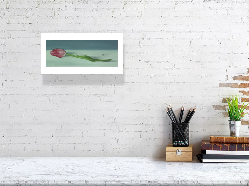 A small unframed print of a traditional style oil painting featuring a single pink tulip flower with a blue background. Signed by the artist Sophie Hall and hanging on a white brick wall over a desk.
