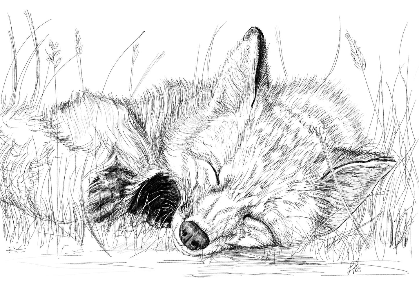 A pencil drawing of a sleeping fox lying down in a grassy area, signed by Sophie Hall.