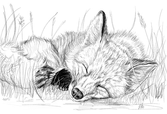 A pencil drawing of a sleeping fox lying down in a grassy area, signed by Sophie Hall.