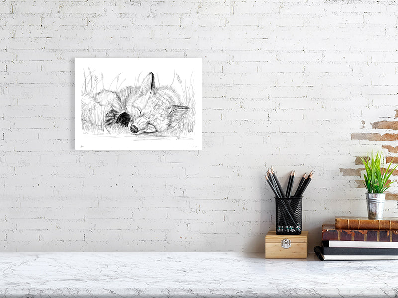 A medium size unframed pencil drawing of a sleeping fox lying down in a grassy area, signed by Sophie Hall and hanging on a white brick wall over a desk.