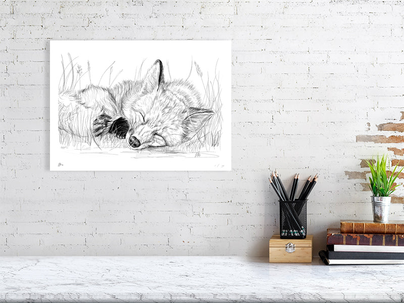 A large size unframed pencil drawing of a sleeping fox lying down in a grassy area, signed by Sophie Hall and hanging on a white brick wall over a desk.