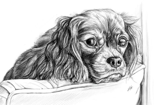 A pencil drawing of a sad-looking spaniel with long ears, perching it's head over the back of a chair. Signed by Sophie Hall.