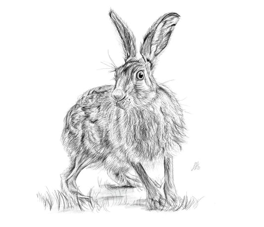 A pencil sketch of a startled hare with detailed fur texture and upright ears, set against a white background. Signed by Sophie Hall.