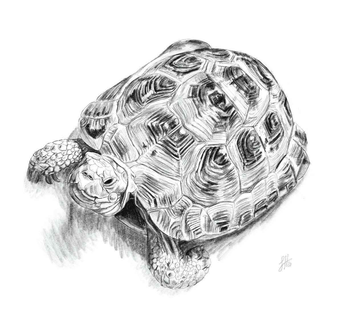 A pencil drawing of a tortoise with detailed shell patterns and a calm expression, by Sophie Hall.