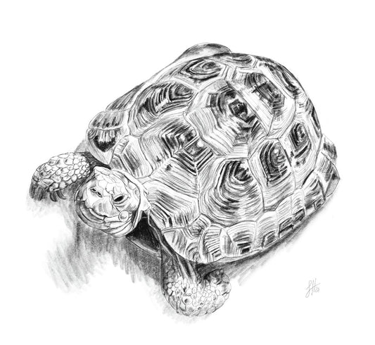 A pencil drawing of a tortoise with detailed shell patterns and a calm expression, by Sophie Hall.