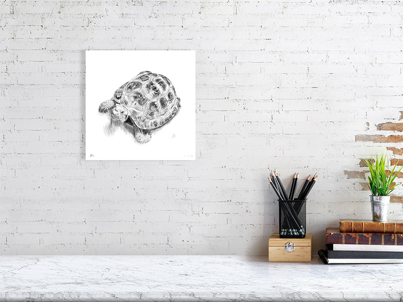 A medium square pencil drawing of a tortoise with detailed shell patterns and a calm expression. Signed in the corner by Sophie Hall, and hanging on a white brick wall over a desk.