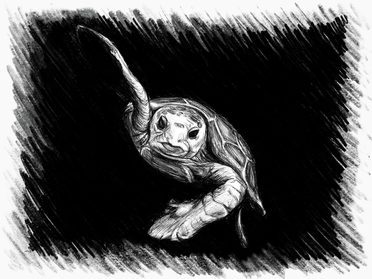 A pencil sketch of a swimming turtle with a serene aquatic presence.