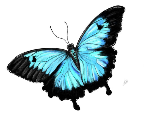 A detailed pencil and watercolour drawing of a butterfly with blue and black wings, signed by the artist Sophie Hall.