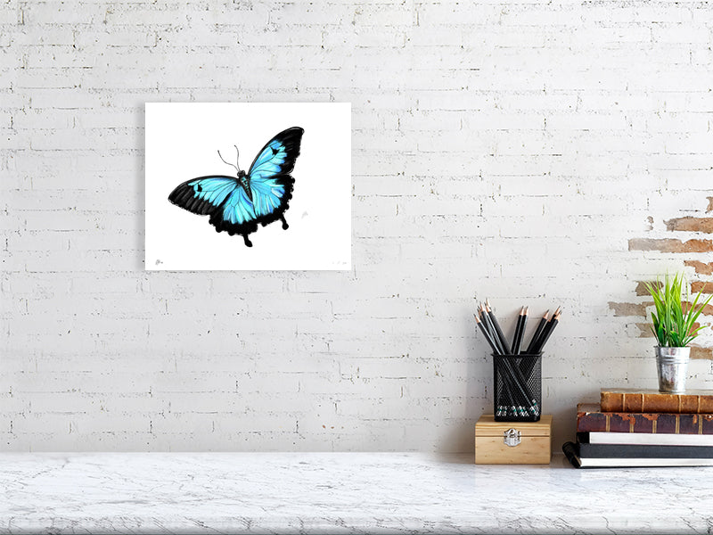 A medium unframed print featuring a detailed pencil and watercolour drawing of a butterfly with blue and black wings, hanging on a white brick wall over a desk. 