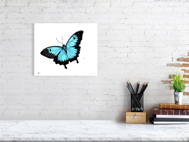 A large unframed print featuring a detailed pencil and watercolour drawing of a butterfly with blue and black wings, hanging on a white brick wall over a desk. 