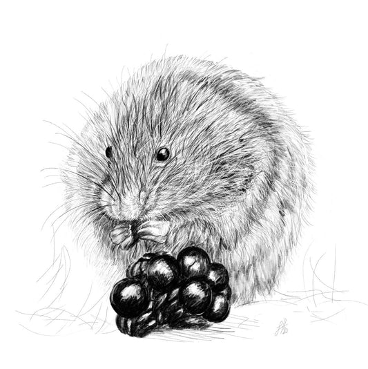 A detailed pencil drawing of a vole eating berries, on a white background and signed by the artist.