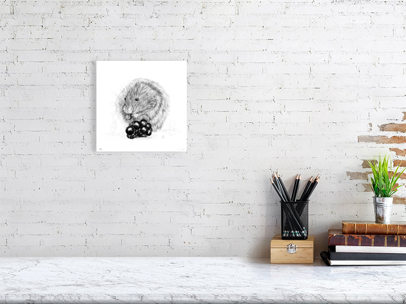 Small unframed print of a detailed pencil drawing featuring a vole eating berries, on a white background, signed and numbered by Sophie Hall and hanging on a white brick wall over a desk.