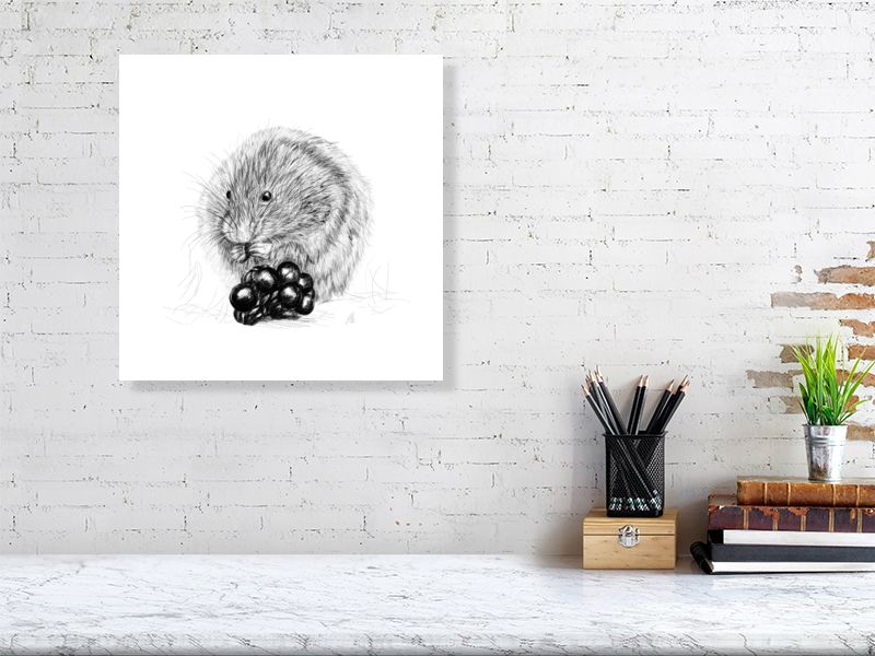 Large unframed print of a detailed pencil drawing featuring a vole eating berries, on a white background, signed and numbered by Sophie Hall and hanging on a white brick wall over a desk.