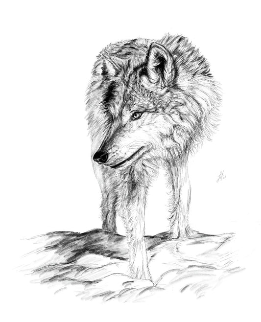 A pencil drawing of a wolf, with attention to detail in its fur and expression, signed by Sophie Hall.