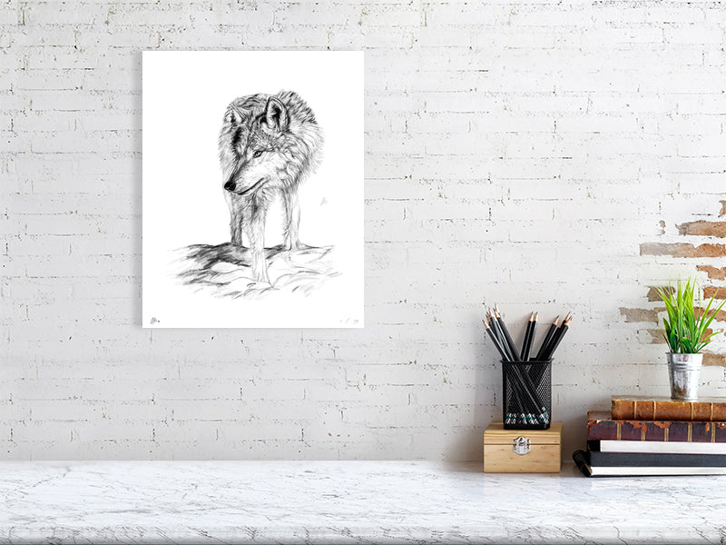 A large unframed print featuring a pencil drawing of a wolf, with attention to detail in its fur and expression, signed by Sophie Hall and hanging on a white brick wall.