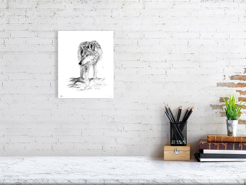 A small unframed print featuring a pencil drawing of a wolf, with attention to detail in its fur and expression, signed by Sophie Hall and hanging on a white brick wall.