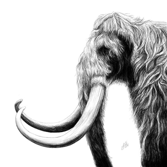 A highly detailed pencil drawing of a woolly mammoth on a white background, facing left with tusks prominent. Signed with a small monogram by Sophie Hall.