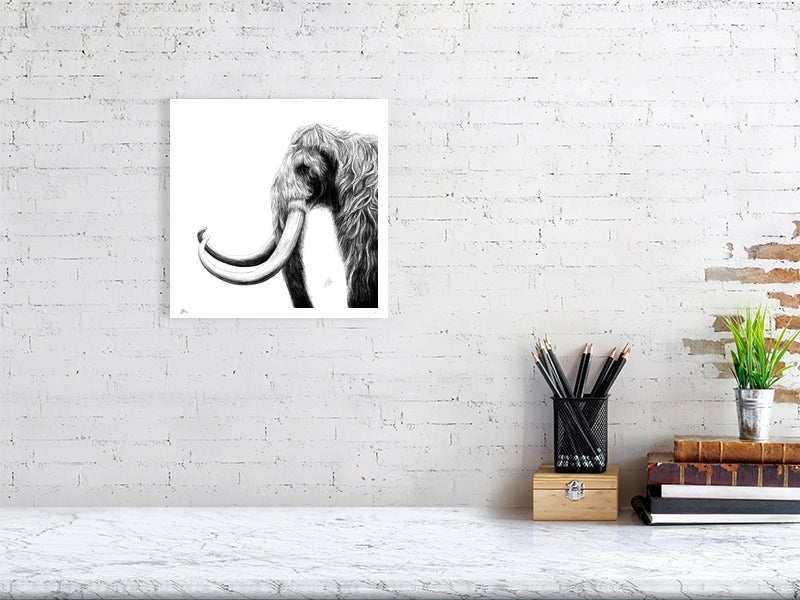 A medium unframed pencil drawing of a woolly mammoth on a white background, facing left with tusks prominent. Hanging on a white brick wall over a desk,