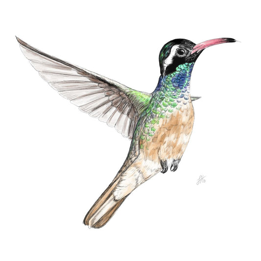 A watercolour and pencil drawing of a hummingbird in flight, with green, brown and blue hues. Signed by Sophie Hall.
