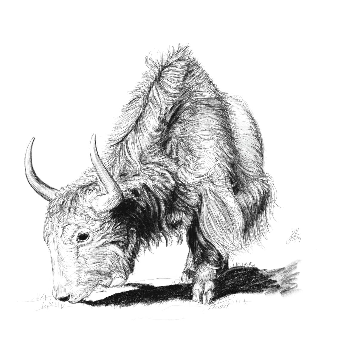 A fine art pencil drawing of a yak, with intricate details and realistic shading.