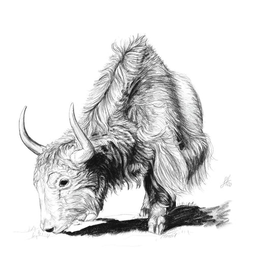 A fine art pencil drawing of a yak, with intricate details and realistic shading.