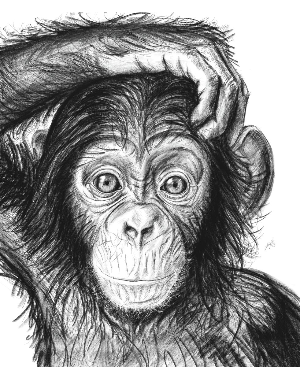 A pencil drawing of a young chimpanzee with a mischievous expression, with a detailed depiction of its facial features and a playful pose.