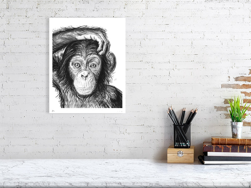 A large unframed pencil drawing of a young chimpanzee with a mischievous expression, with a detailed depiction of its facial features. Signed and numbered by Sophie Hall and hanging on a white brick wall over a desk.