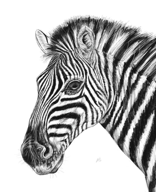 A pencil drawing of a zebra, showcasing its head and neck with detailed stripes and facial features.
